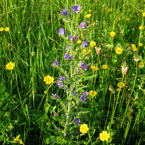 La pianta dai fiori blu e rosa è erba viperina.