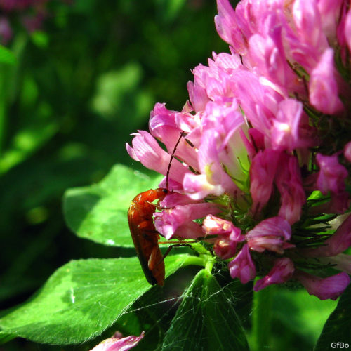 Un coleottero, probabilmente un cantaride, cerca il nettare in un fiore di trifoglio pratense